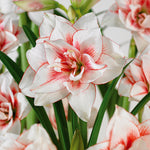 Amaryllis - Elvas
