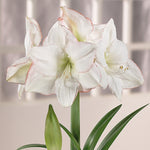 Amaryllis - Picotee