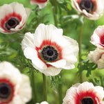 Anemone - Coronaria - Windflowers - Bi-color