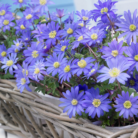 Anemone - Blanda - Windflowers - Blue Shades
