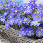 Dwarf Iris, Hyacinth, Muscari, Tulip & Anemone - Blue Spring Flowering Garden - Bulb Collection