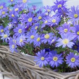 Muscari & Anemone - Grape Hyacinths & Buttercups - Magic Carpet Blend
