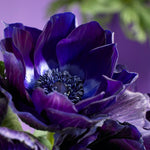 Anemone - Coronaria - Windflowers - Darkest Blue
