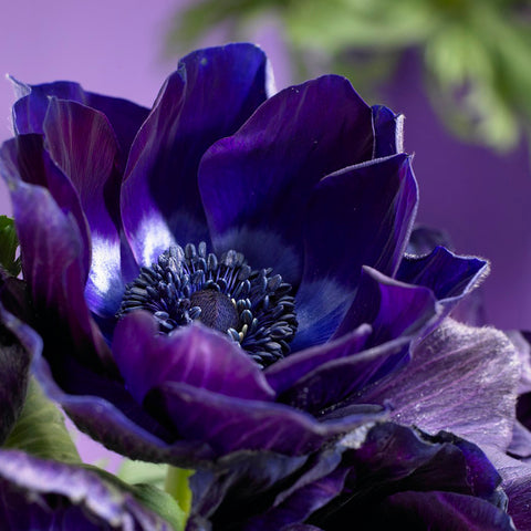 Anemone - Coronaria - Windflowers - Darkest Blue