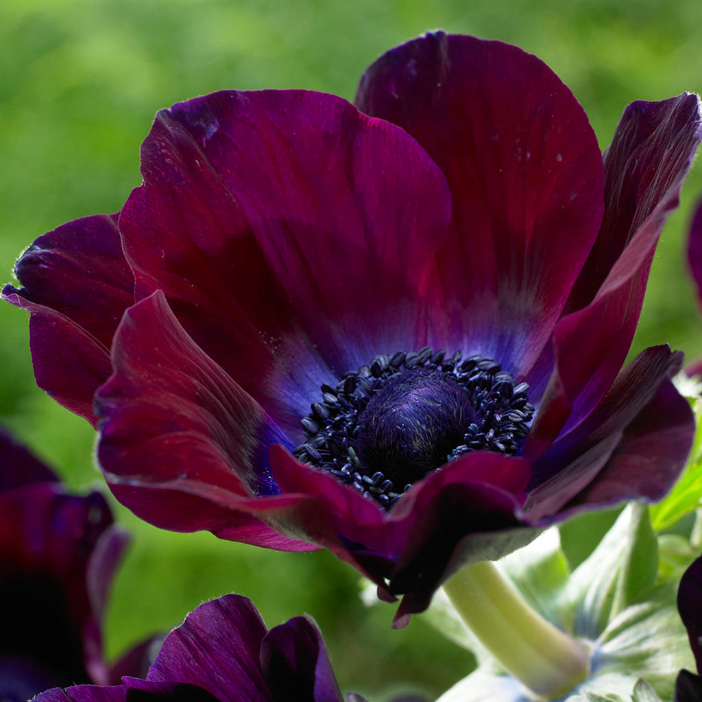 meron meron様 Anemone - Coronaria - Windflowers - Meron Bordeaux – Plantcetera