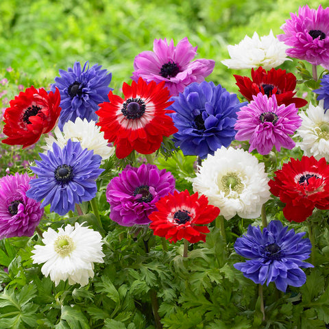 Anemone - Coronaria - Windflowers - St. Brigid Mix