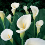 Calla - aethiopica