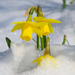 Daffodil - Yellow Trumpet - First to Bloom