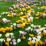 Crocus - Large Flowering - Blend