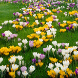 Crocus - Large Flowering - Blend