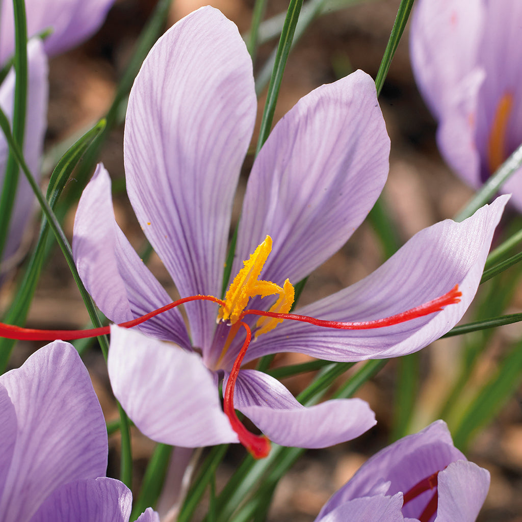 Crocus - Saffron Crocus – Plantcetera