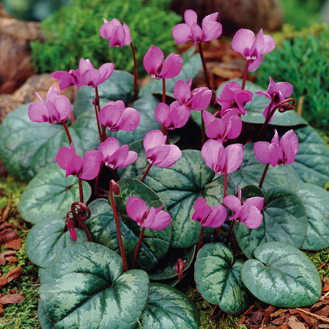 Cyclamen - Coum