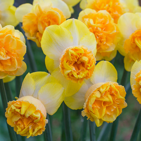 Daffodil - Art Perfume