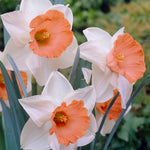 Daffodil - Chromacolor