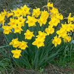 Daffodil - Dutch Master