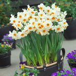 Daffodil - Geranium