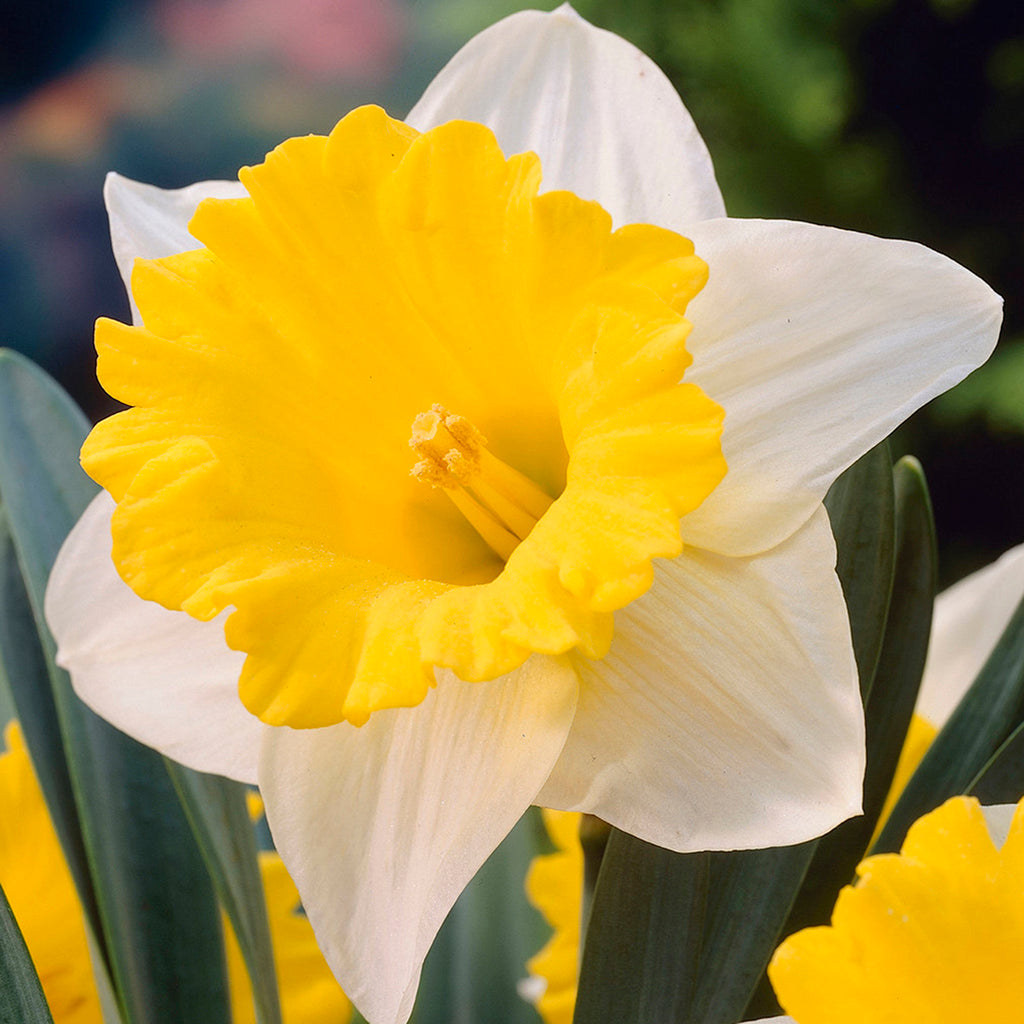Daffodil - Goblet  Plantcetera