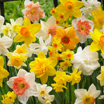 Daffodil - Kitchen Sink Mix