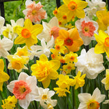 Daffodil - Kitchen Sink Mix