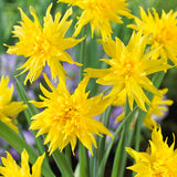 Daffodil - Rip van Winkle