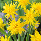 Daffodil & Chionodoxa - Years Of Blooms Garden