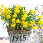 Daffodil - Rip van Winkle