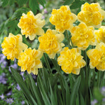 Daffodil - Sweet Pomponette