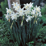 Daffodil - Thalia