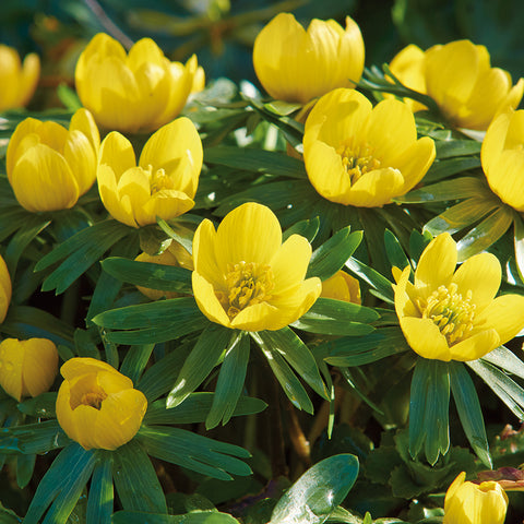 Eranthis - Winter Aconite