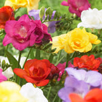 Freesia - Double Blooming Mix