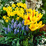 Tulip, Daffodil & Muscari - Cottage Garden Collection