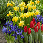 Tulip, Daffodil & Dwarf Iris - Dutch Bulb Garden