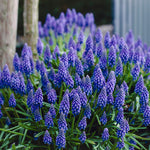 Tulip, Daffodil, Muscari & Crocus - Spring Time Favorites - Bulb Collection