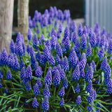 Tulip, Daffodil, Muscari & Crocus - Spring Time Favorites - Bulb Collection