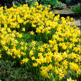 Tulip, Daffodil, Muscari & Crocus - Spring Time Favorites - Bulb Collection