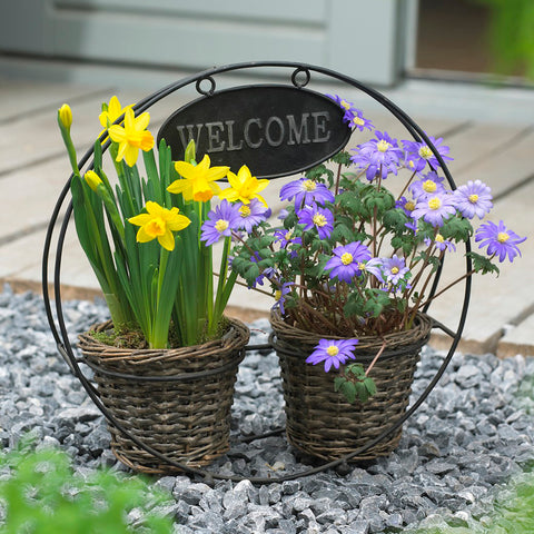 Daffodil & Anemone blanda - Welcome Container Garden