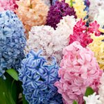 Hyacinth - Baby Blue - Fragrant