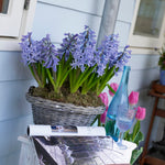Hyacinth - Baby Blue - Fragrant