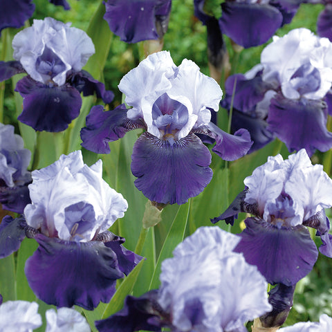 Bearded Iris - Best Bet