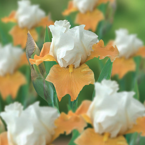 Bearded Iris - Champagne Elegance
