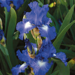 Bearded Iris - City Lights