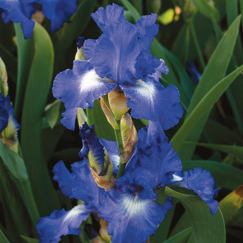 Bearded Iris - City Lights
