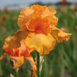 Bearded Iris - Firebreather