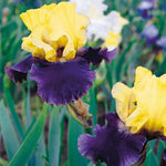 Bearded Iris - Jurassic Park