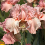 Bearded Iris - Pink Attraction