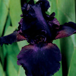 Bearded Iris - Superstition