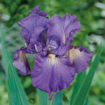 Bearded Iris - Victoria Falls