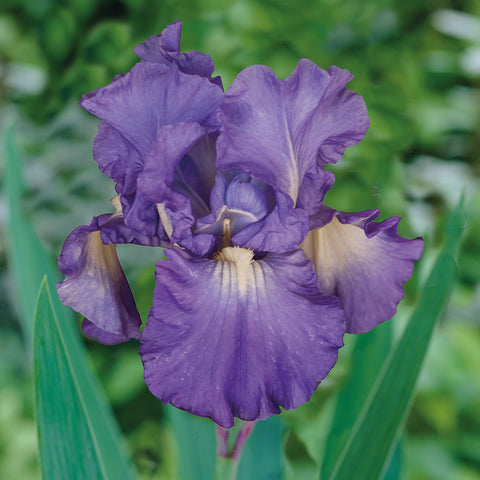Bearded Iris - Victoria Falls