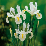 Dutch Iris - Wedgewood