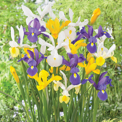 Dutch Iris - Mix